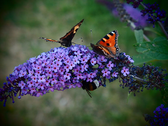 Buddleia with Butterflies